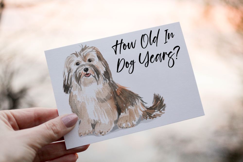 Havanese Dog Birthday Card, Dog Birthday Card, Personalized Card